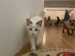 -猫友咖啡店(玉林西路店)