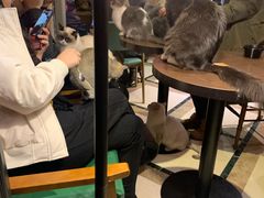 -猫色咖啡·猫咖