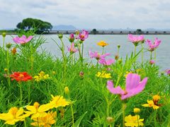 -贡湖湾湿地公园