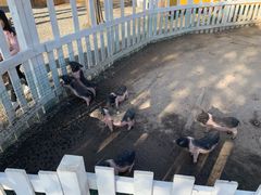 -前小桔亲子创意农场·草莓采摘·露营烧烤
