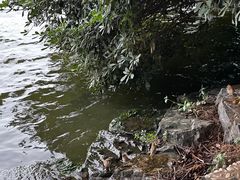 -西湖游船