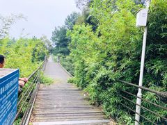 -铁山坪森林公园