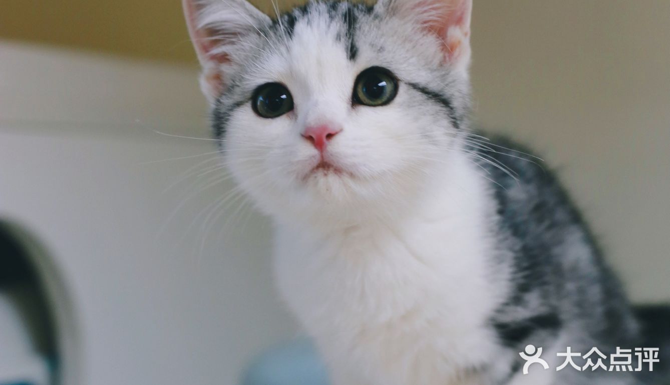 我有猫🐱了，你呢⁉️新手养猫请多关照‼️