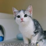 我有猫🐱了，你呢⁉️新手养猫请多关照‼️