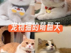 -Bastet sally猫舍购宠(静安店)