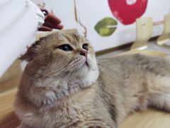 -柴迷FANS CLUB·柴犬狗咖·猫咖