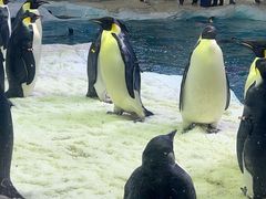 -珠海长隆海洋王国