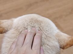 -是阿柴呀！柴犬咖啡·爱喵喵猫咖
