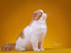 -超宠爱宠物摄影-Super pet