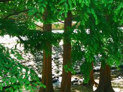 -白水寺森林公园