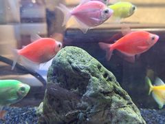 -隅乐胡椒虾·台湾菜·团建(皇岗店)