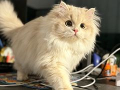 -lincat·猫舍(广州店)