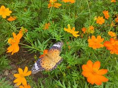 -上海市保健医疗中心