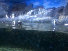 -暹罗海洋世界