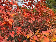 -北京西山国家森林公园