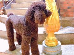 -more than meow吴止猫主题餐厅(承德 中船汇店)