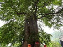 -潭柘寺景区