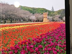 -苏州上方山国家森林公园