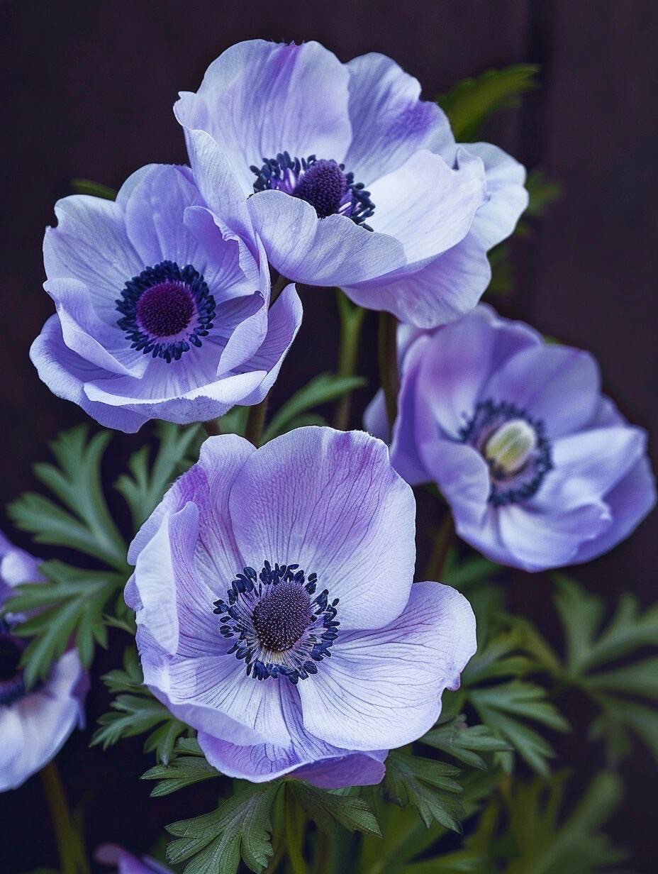 不同颜色银莲花花语图片