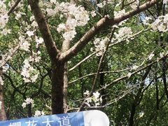 -陆家嘴中心绿地