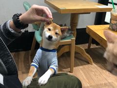 -猫色咖啡·猫咖
