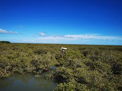 -北海金海湾红树林生态旅游区