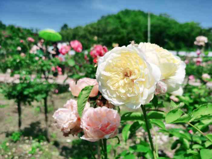 山城玫瑰花海-"山城玫瑰花海,听起名字很霸气,宣传的也很.