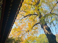 -灵谷景区