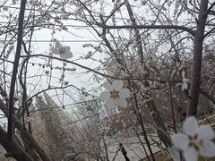 -桃花堤公园