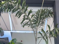 -gaga(深圳南山益田假日广场店)