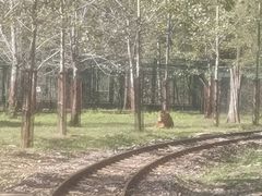 -秦皇岛野生动物园