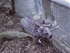 -费瑟代尔野生动物园