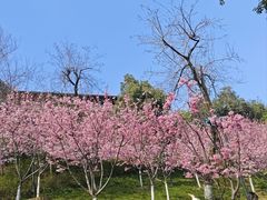 -龟山风景区-龟山电视塔