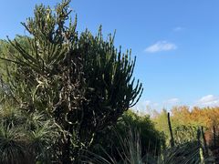 -墨尔本皇家植物园