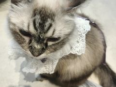 -怪兽屋·羊驼·猫咖·狗咖(俊华广场店)