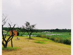 -上海海湾国家森林公园