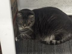 -艾吉宠物医院·疑难杂症转诊中心·猫友好(碧江路院)