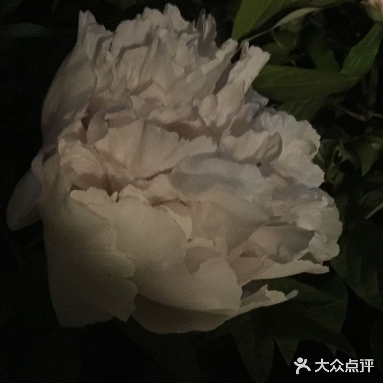 夜幕低垂、繁星少歇，拎着一袋猫粮和两块炸带鱼来找咪咪