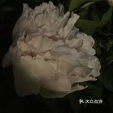 夜幕低垂、繁星少歇,拎着一袋猫粮和两块炸带鱼来找咪咪
