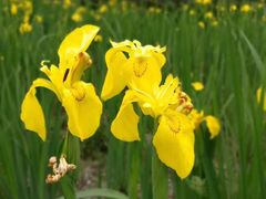 -桤木河湿地公园