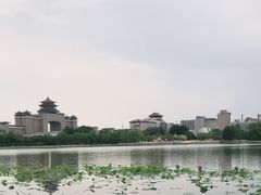 -莲花池公园