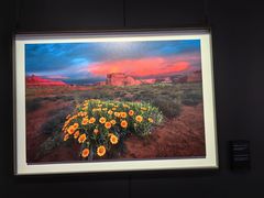 -罗红摄影艺术馆