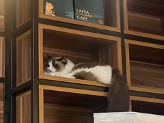 -咖法森林·咖啡  酒吧(天河店)