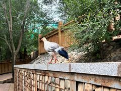 -青藏高原野生动物园