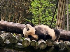 -都江堰中华大熊猫苑