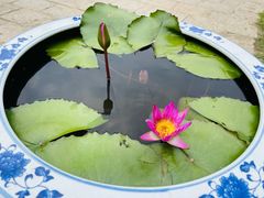 -上海滨江森林公园
