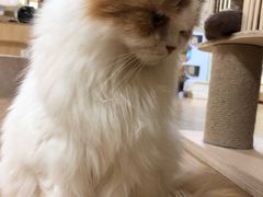 -猫和宫(六道口店)