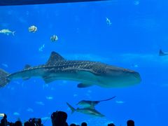-珠海长隆海洋王国