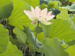 -木塔寺遗址生态公园