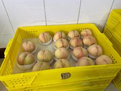 -老袁家蜜桃农场·阳山水蜜桃